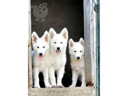 PoulaTo: Μακρυμάλλης Swiss Shepherd, αρσενικά κουτάβια